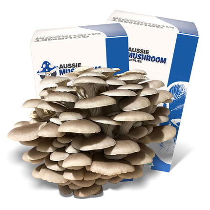 TAN OYSTER AUSSIE MUSHROOM KIT image 0